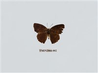 藏品(燕尾紫灰蝶)的圖片